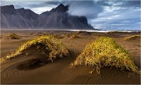 802 - TUSSOCK GRASS AT STOKKSNES - HARDING RICHARD - united kingdom <div